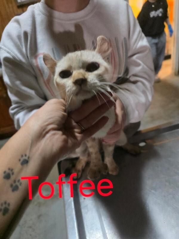 Toffee