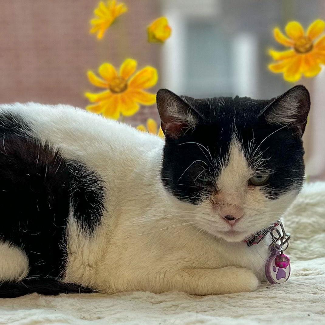 Enlarge Blondie, a Adoptable American Shorthair in Philadelphia, PA image 1/2