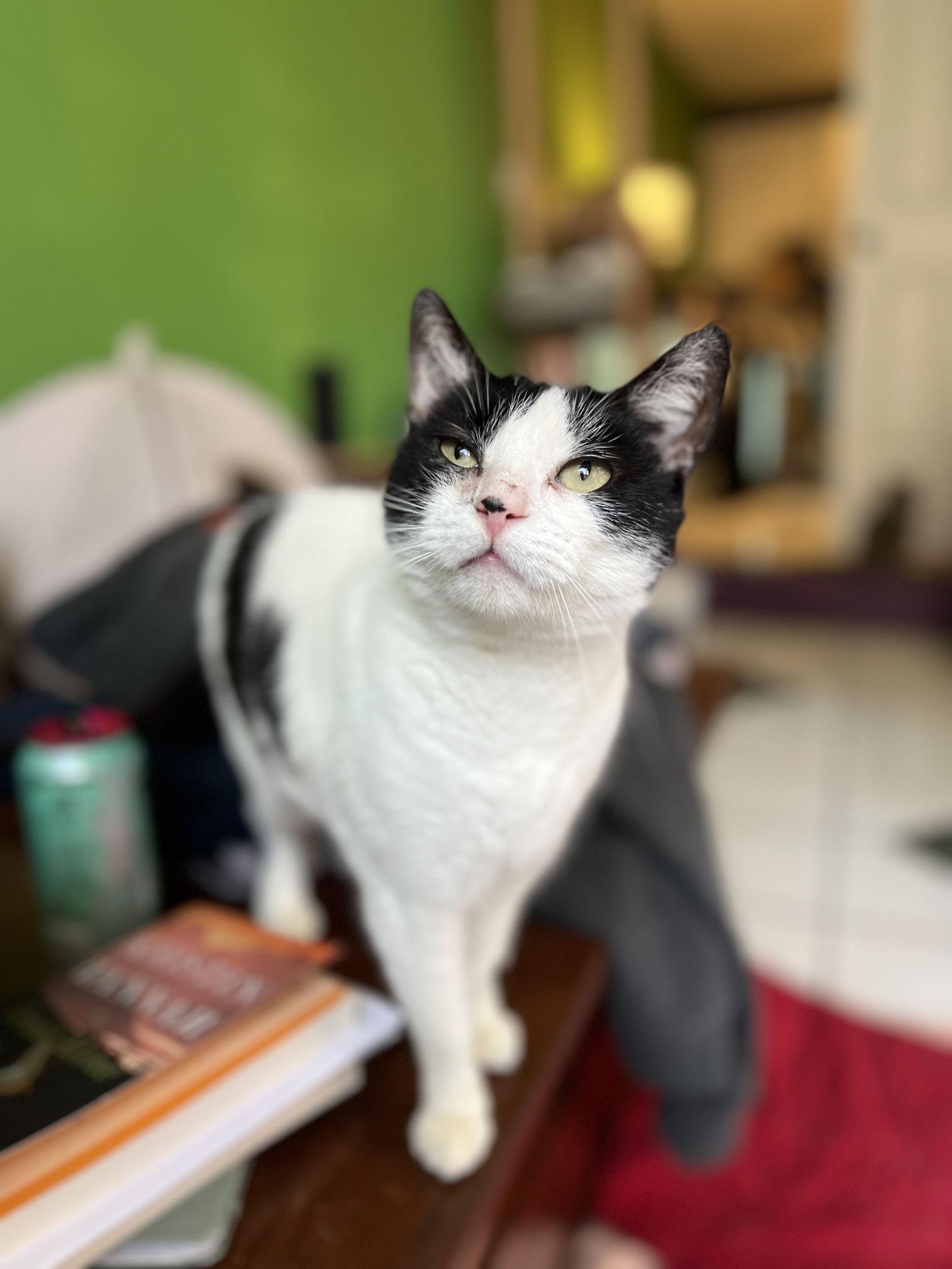 Enlarge Blondie, a Adoptable American Shorthair in Philadelphia, PA image 2/2