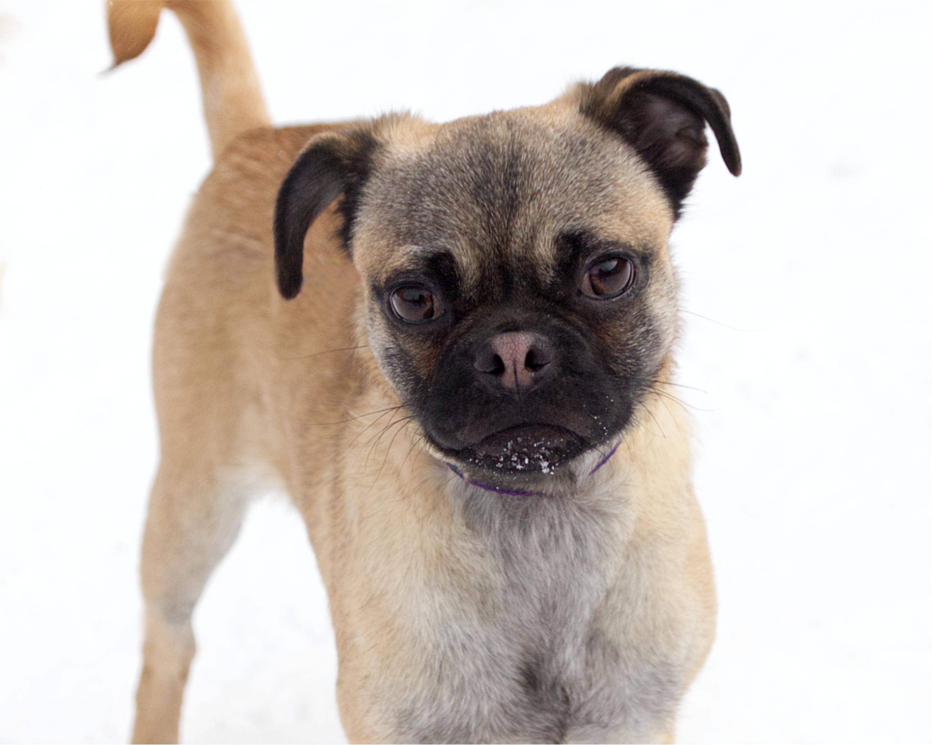 Wabi Sabi, adopted, Young Male Pug & Pekingese.
