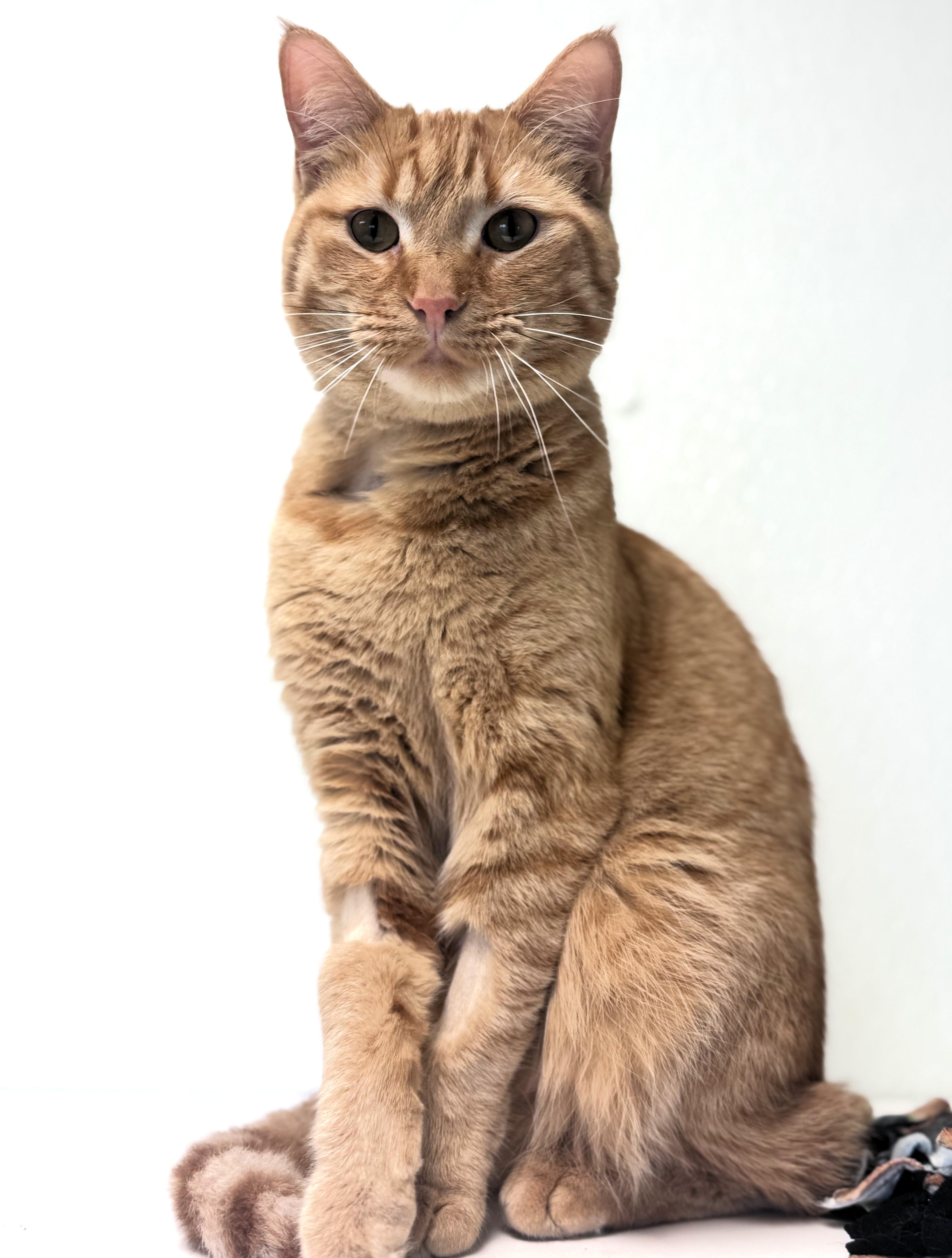 Enlarge Thunder, a ADOPTABLE Domestic Short Hair in Pekin, IL image 1/1