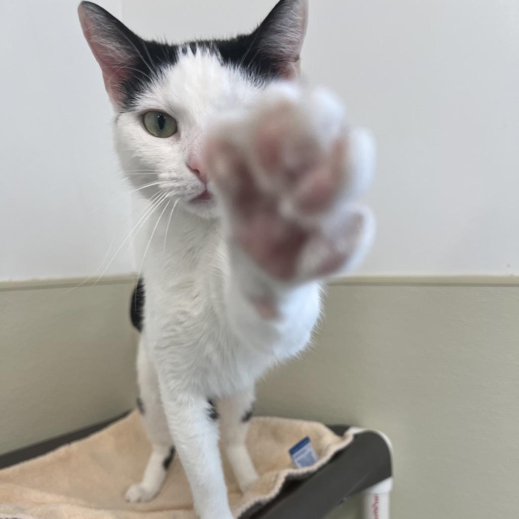 Enlarge Pig, a Adoptable Domestic Short Hair in Delaware, OH image 1/6