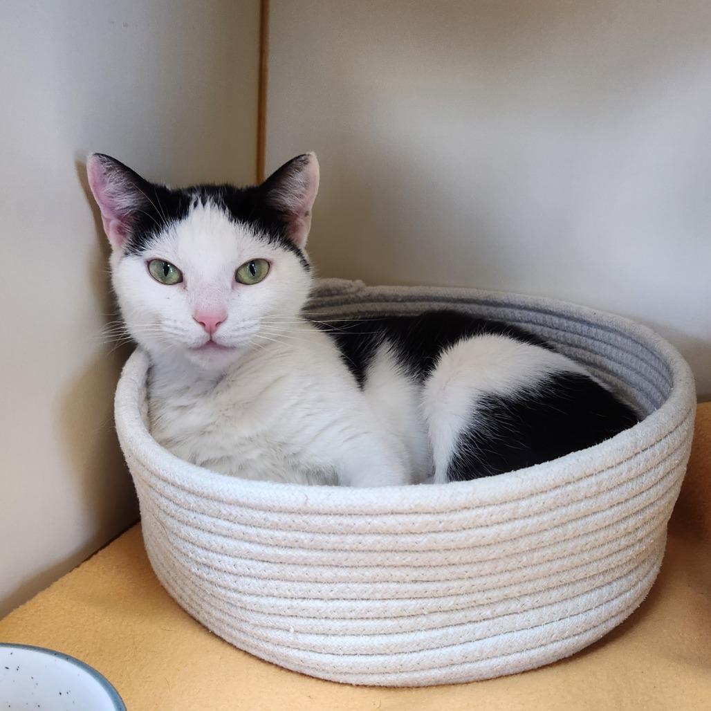 Enlarge Pig, a Adoptable Domestic Short Hair in Delaware, OH image 2/6