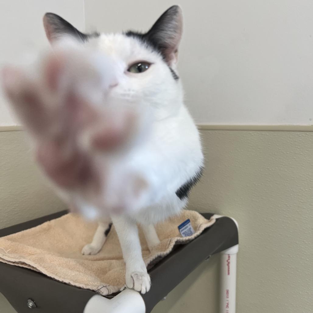 Enlarge Pig, a Adoptable Domestic Short Hair in Delaware, OH image 3/6