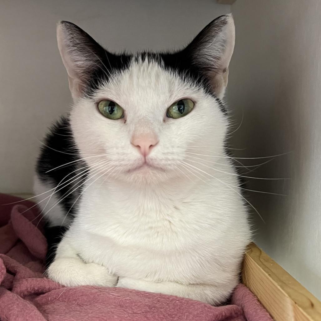 Enlarge Pig, a Adoptable Domestic Short Hair in Delaware, OH image 4/6