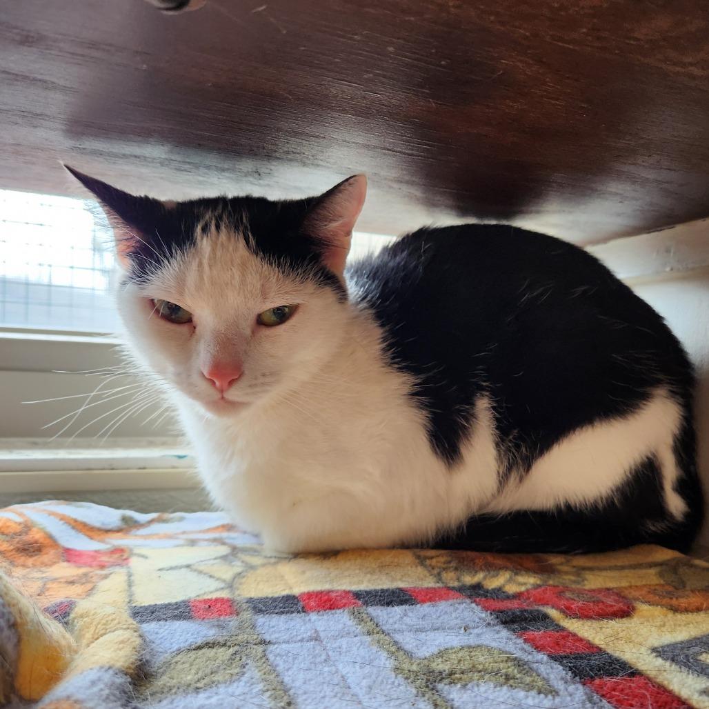 Enlarge Pig, a Adoptable Domestic Short Hair in Delaware, OH image 5/6