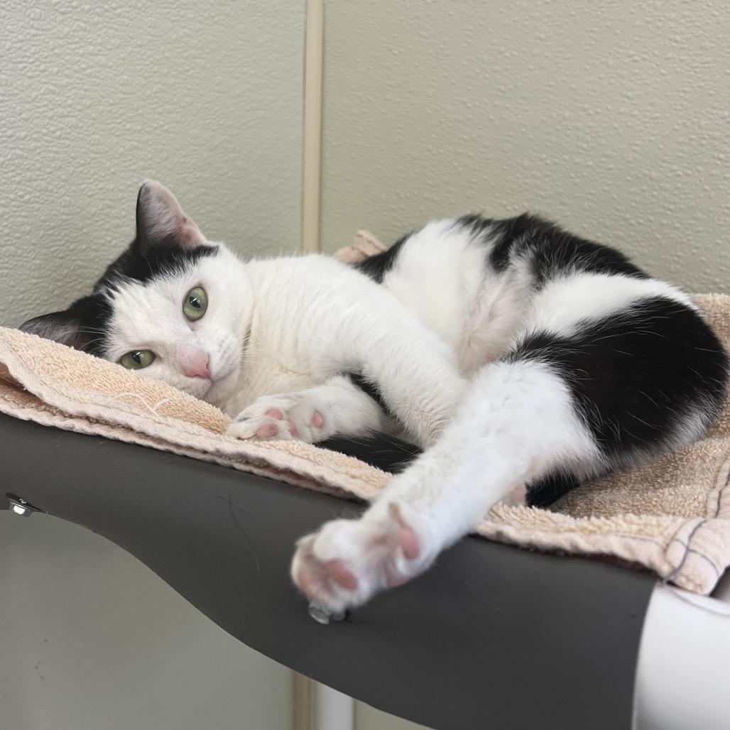 Enlarge Pig, a Adoptable Domestic Short Hair in Delaware, OH image 6/6