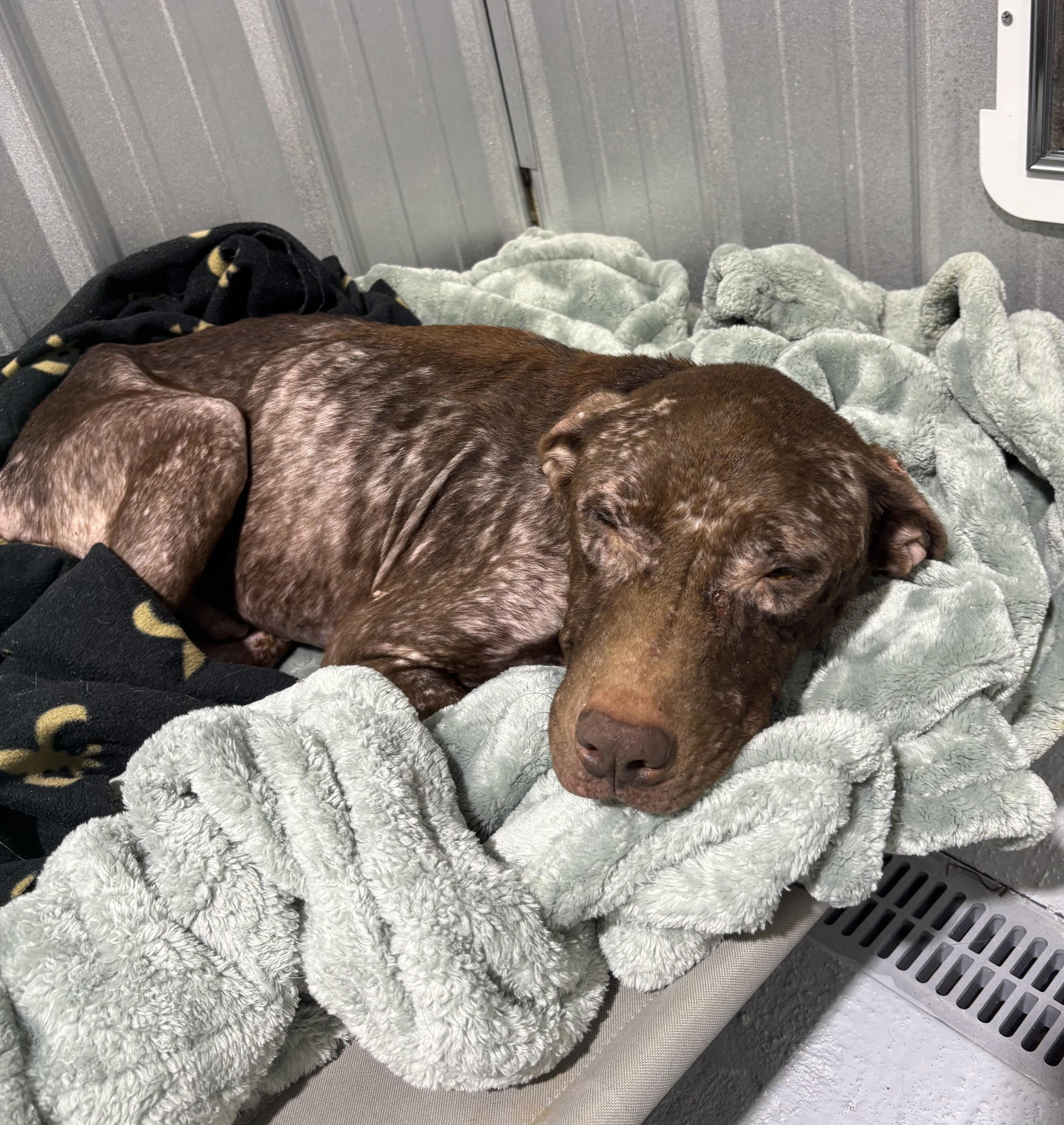 Enlarge Charlie, a Adoptable Mixed Breed in Ruston, LA image 3/3