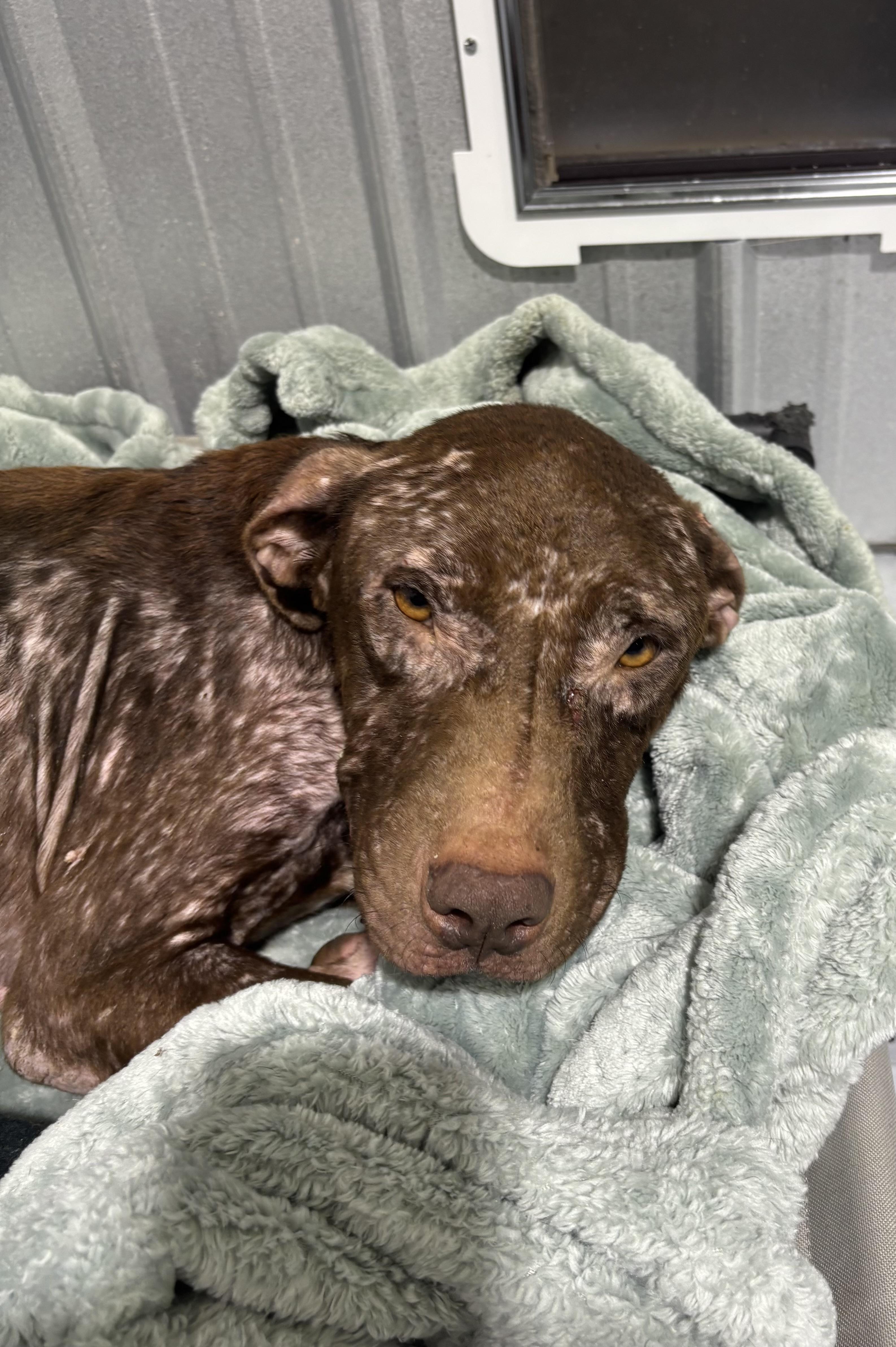 Enlarge Charlie, a Adoptable Mixed Breed in Ruston, LA image 2/3