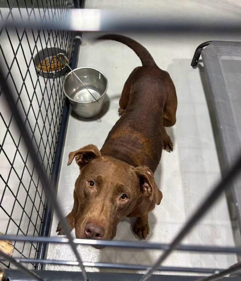 Charlie, Adoptable, Young Male Mixed Breed.