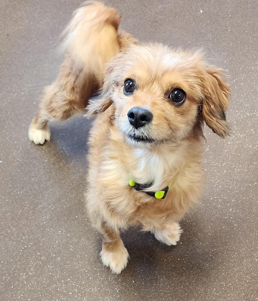 Phoebe, Adoptable, Adult Female Pomeranian & Terrier.