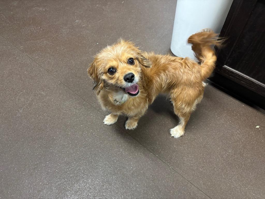 Enlarge Phoebe, a Adoptable mixed breed in Port Jervis, NY image 2/2