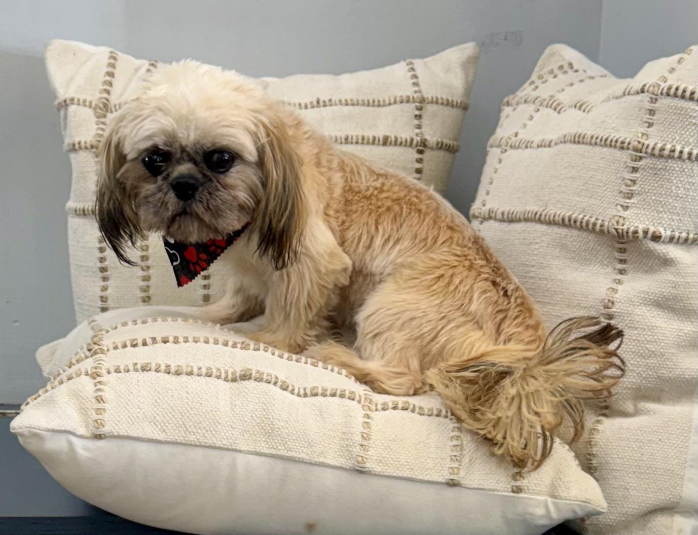 Enlarge Benji, an adopted Shih Tzu in Columbia, SC image 3/6