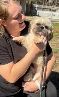 Enlarge Benji, an adopted Shih Tzu in Columbia, SC image 5/6