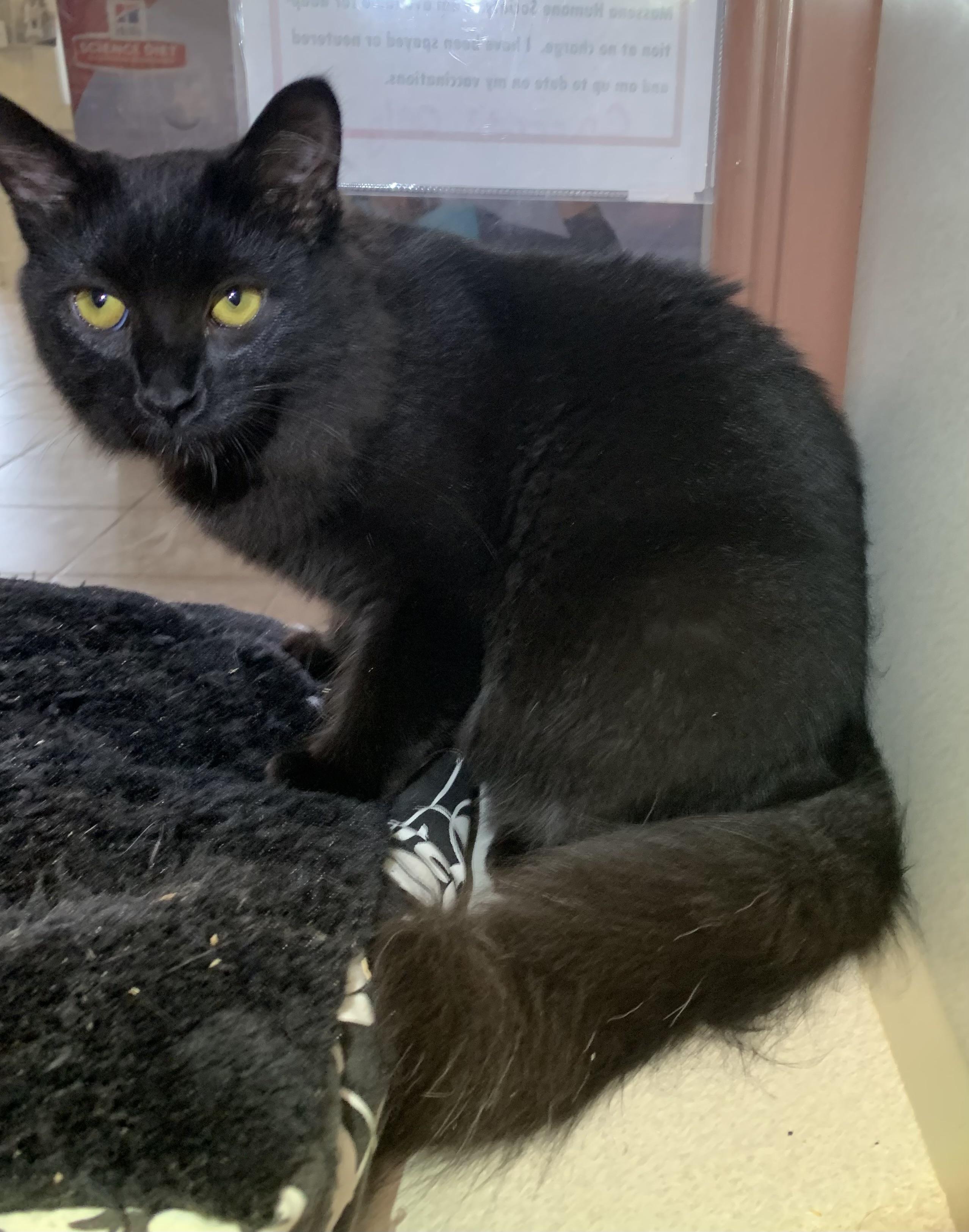 Carrots SPONSORED, Adoptable, Kitten Female Domestic Long Hair.