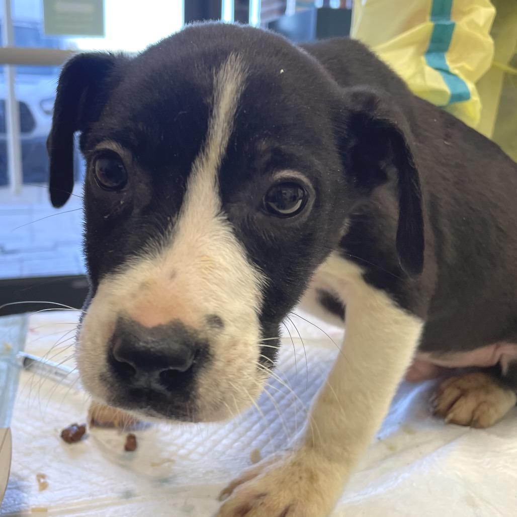 Porcini, Adoptable, Puppy Male Pit Bull Terrier.