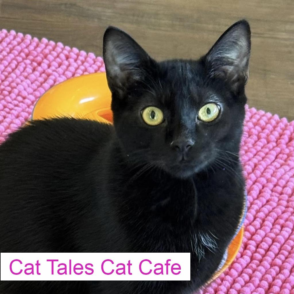 Enlarge Chi Chi, a Adoptable Domestic Short Hair in Chapel Hill, NC image 1/5