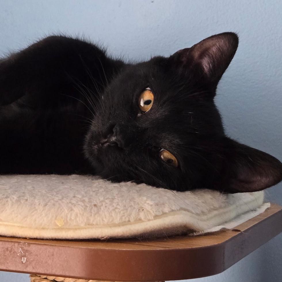 Enlarge Chi Chi, a Adoptable Domestic Short Hair in Chapel Hill, NC image 3/5