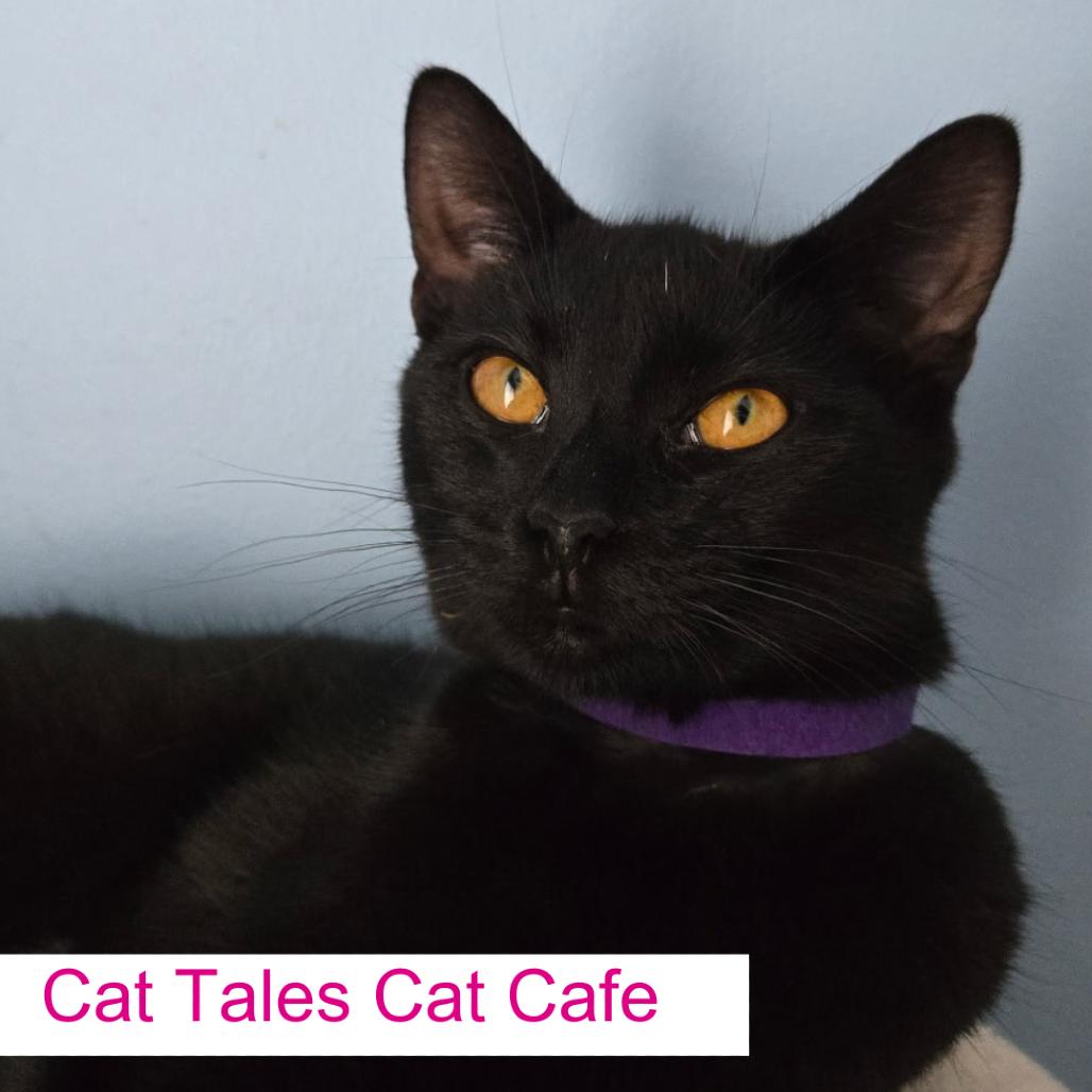 Enlarge Chi Chi, a Adoptable Domestic Short Hair in Chapel Hill, NC image 4/5