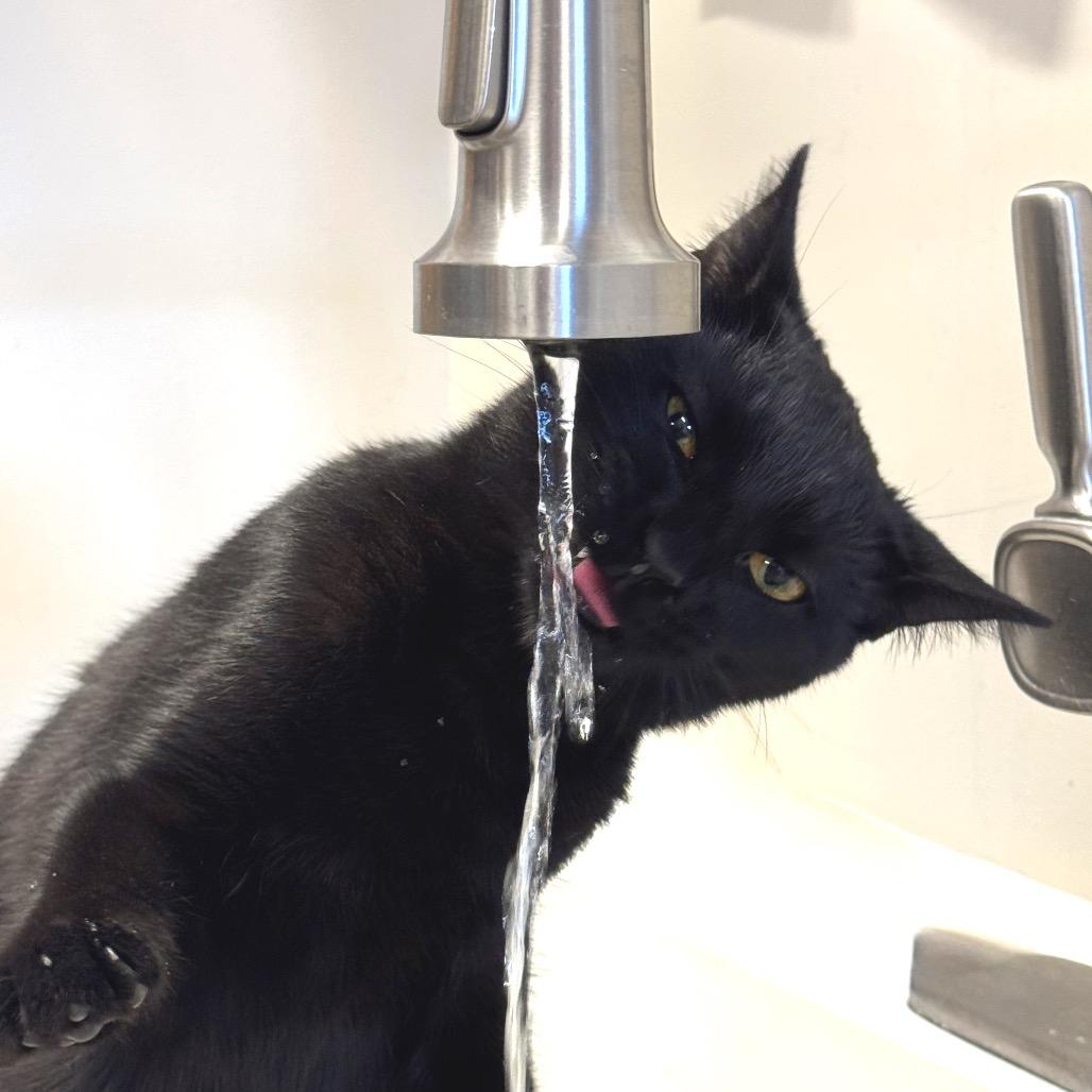 Enlarge Chi Chi, a Adoptable Domestic Short Hair in Chapel Hill, NC image 5/5