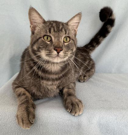 Logan, Adoptable, Adult Male Domestic Short Hair.