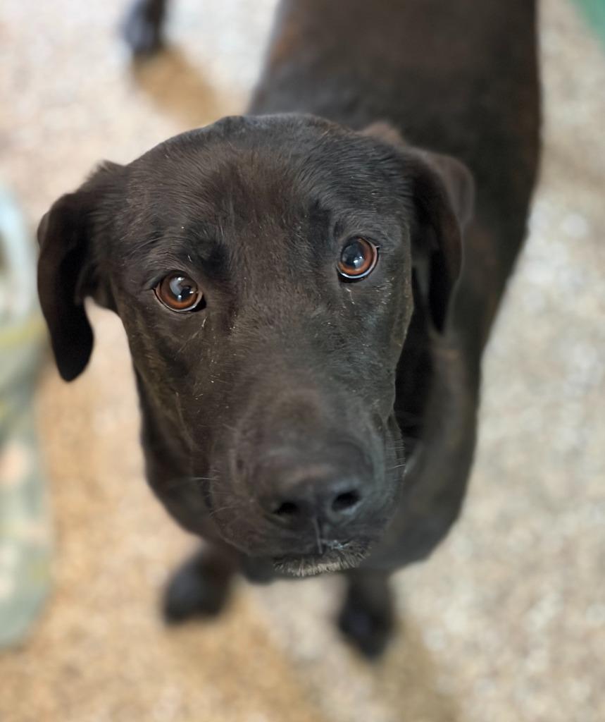 Willow, Adoptable, Young Female Labrador Retriever & Plott Hound.