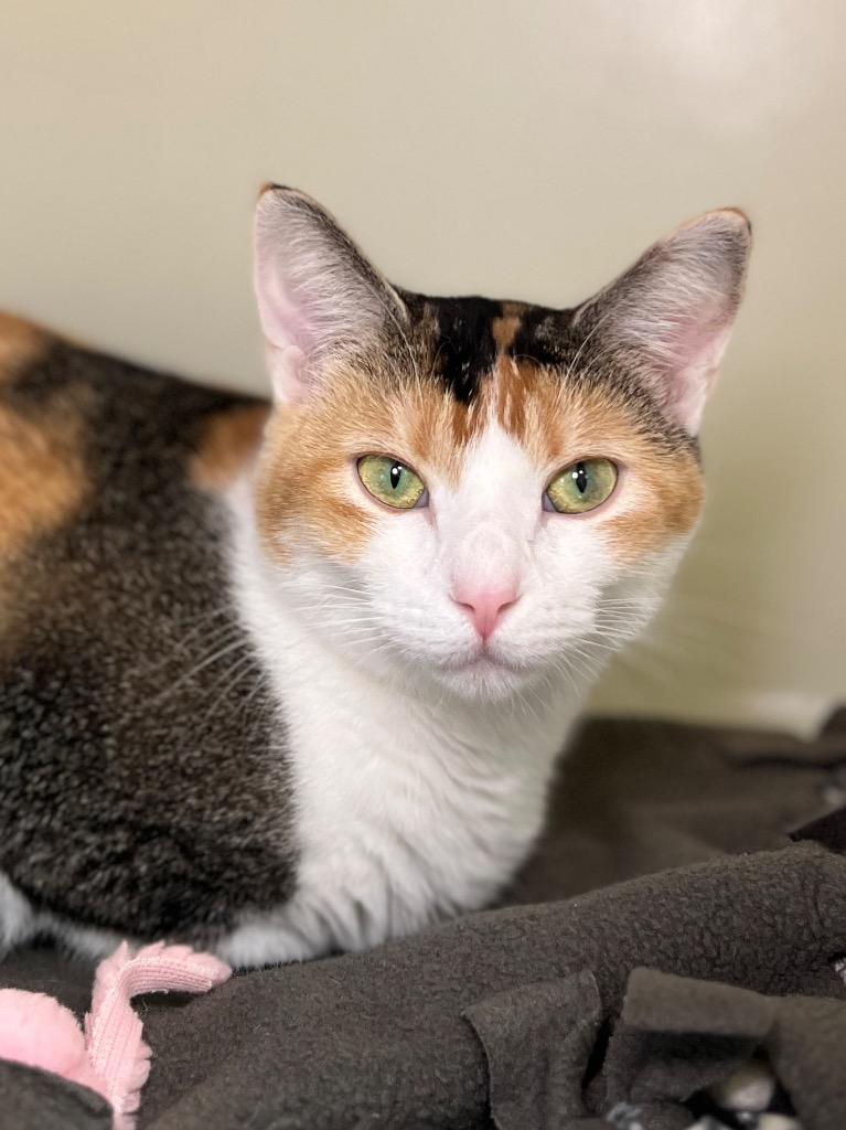 Chernobyl, Adoptable, Young Female Domestic Short Hair.