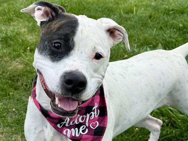 OCTAVIA, Adoptable, Adult Female Pit Bull Terrier & Mixed Breed.