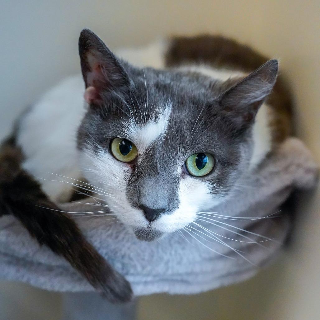 Enlarge Paddy, a Adoptable Domestic Short Hair in Thomaston, ME image 1/2