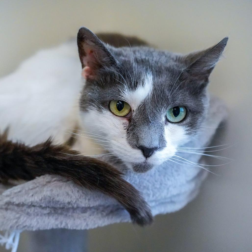 Enlarge Paddy, a Adoptable Domestic Short Hair in Thomaston, ME image 2/2