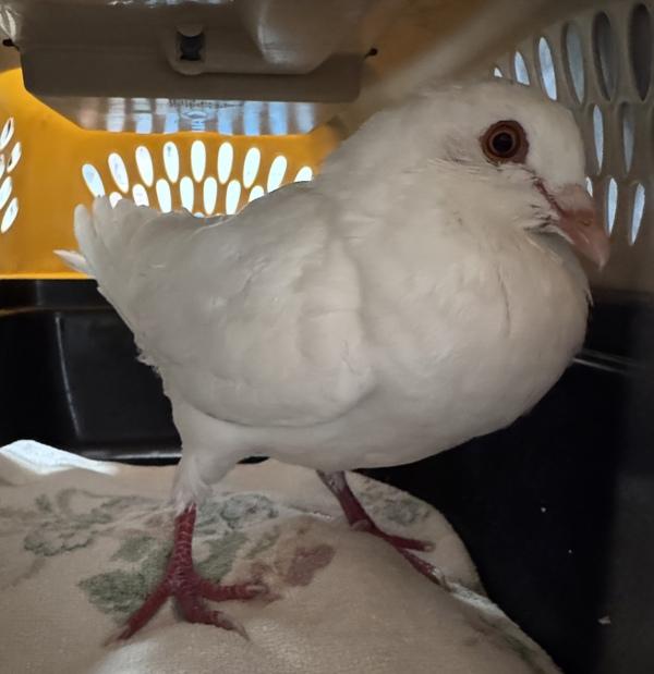 Melville, Adoptable, Adult Male Pigeon.
