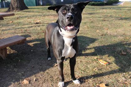 Alpine, Adoptable, Adult Male Mixed Breed & Mixed Breed.