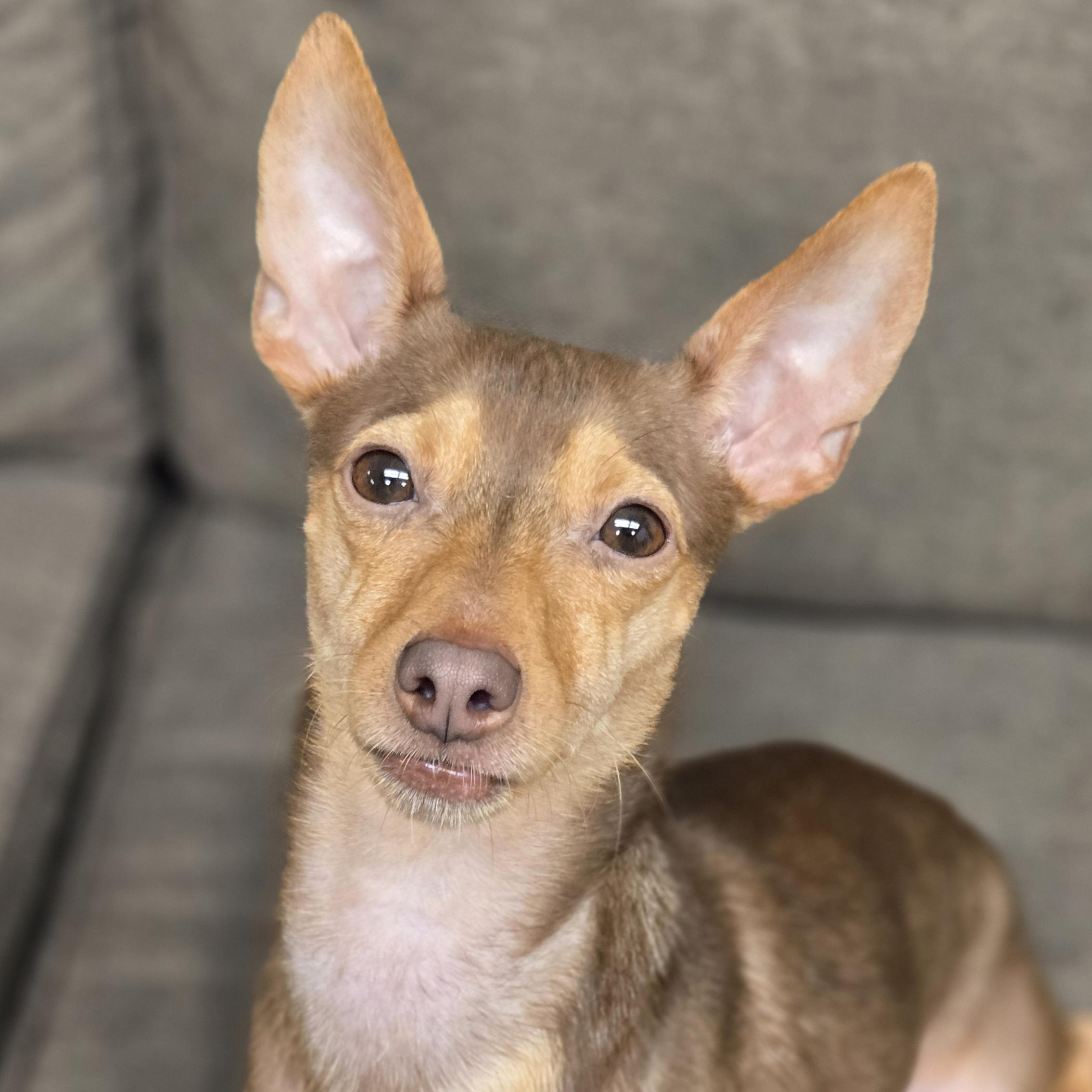 Enlarge Petey, a Adoptable mixed breed in Normal, IL image 1/6