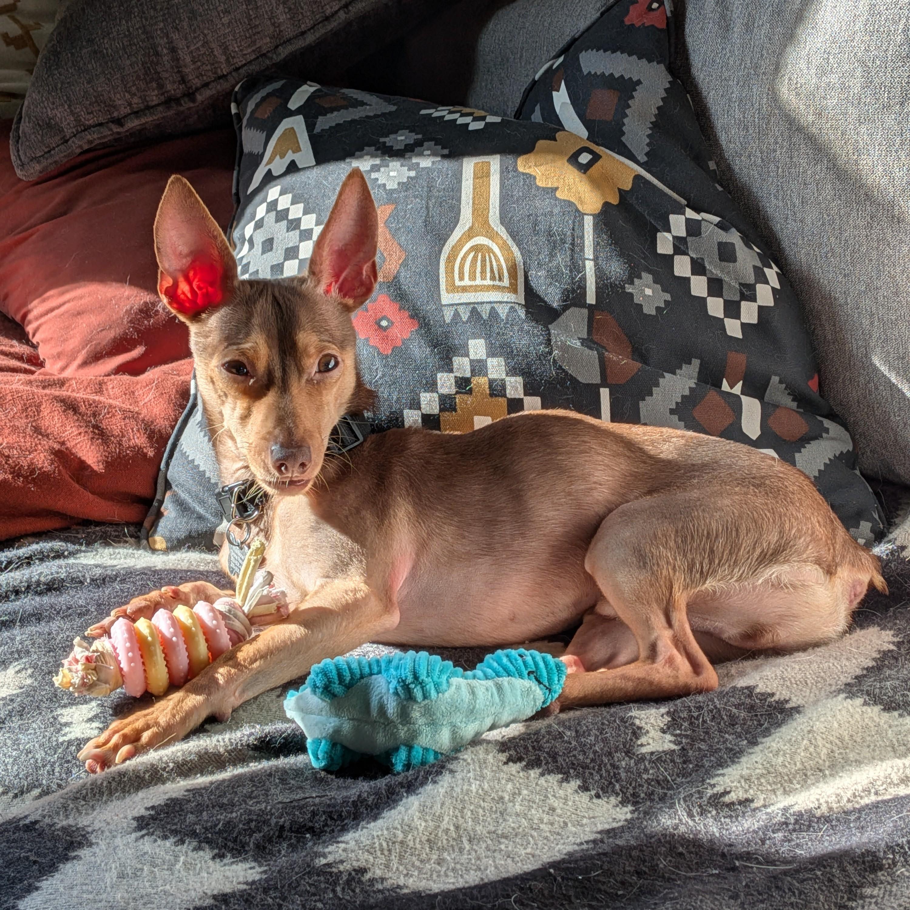 Enlarge Petey, a Adoptable mixed breed in Normal, IL image 6/6
