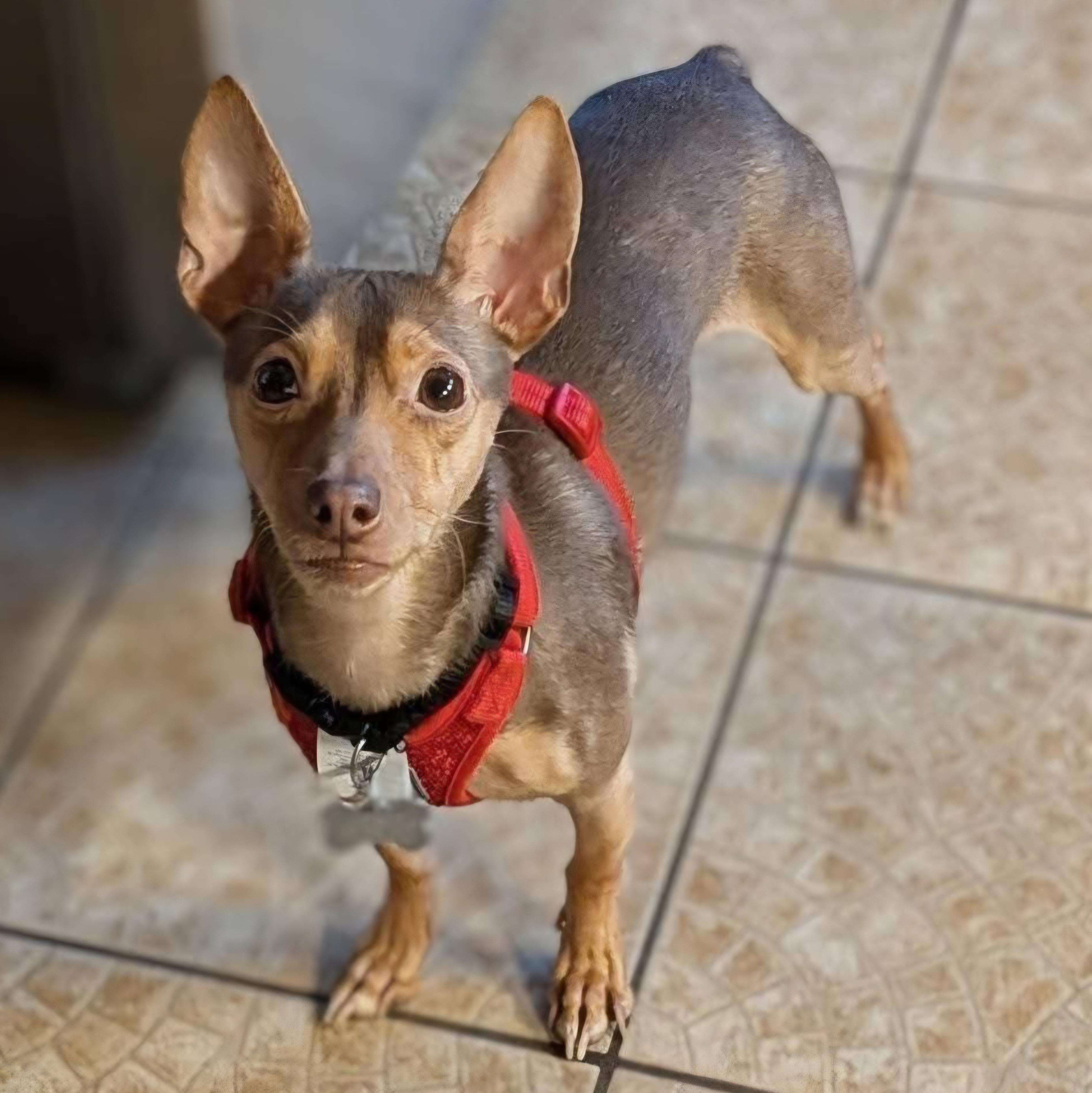 Enlarge Petey, a Adoptable mixed breed in Normal, IL image 2/6