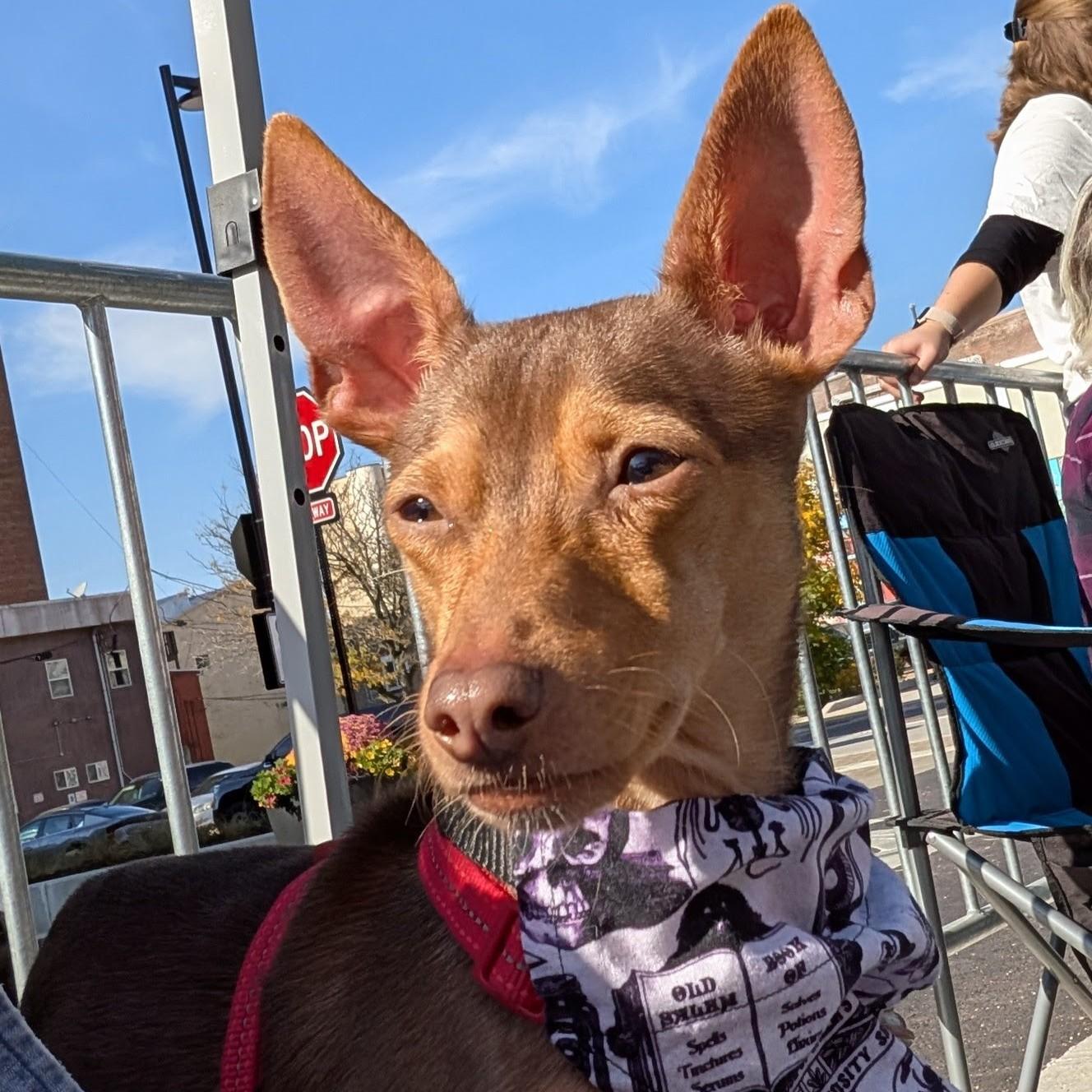 Enlarge Petey, a Adoptable mixed breed in Normal, IL image 4/6