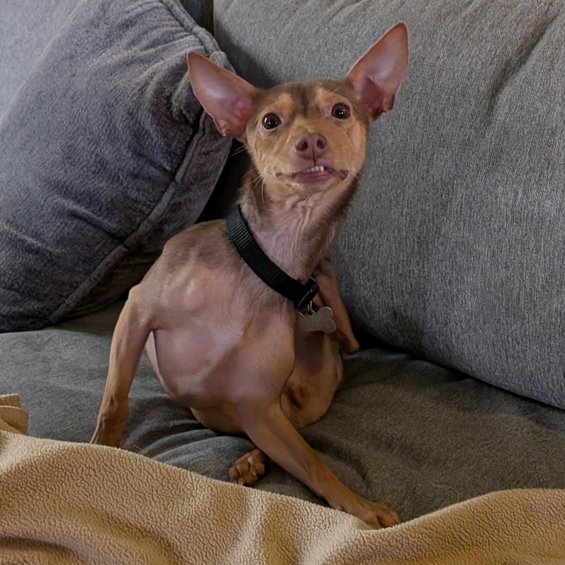 Enlarge Petey, a Adoptable mixed breed in Normal, IL image 5/6