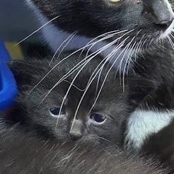 Pine Bluff, a Adoptable Domestic Short Hair in Coos Bay, OR image 1/2