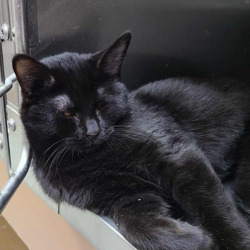 Pine Bluff, a Adoptable Domestic Short Hair in Coos Bay, OR image 2/2