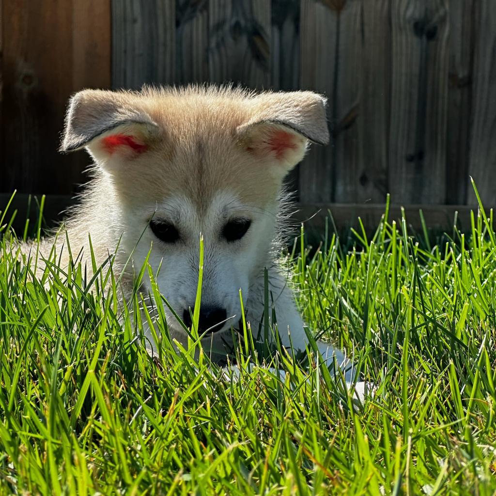 Newt, Adoptable, Adult Female Husky & Dutch Shepherd.