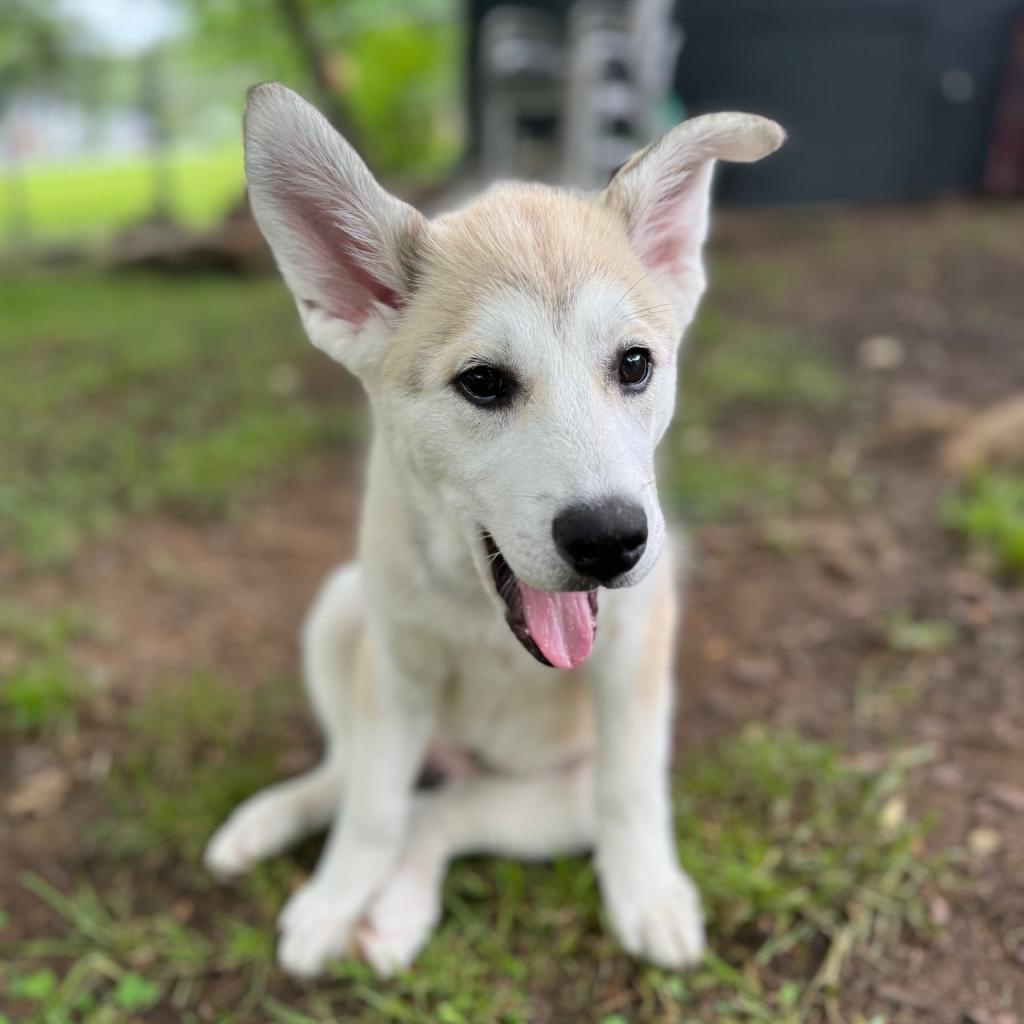 Enlarge Newt, a Adoptable mixed breed in Goodlettsville, TN image 3/6