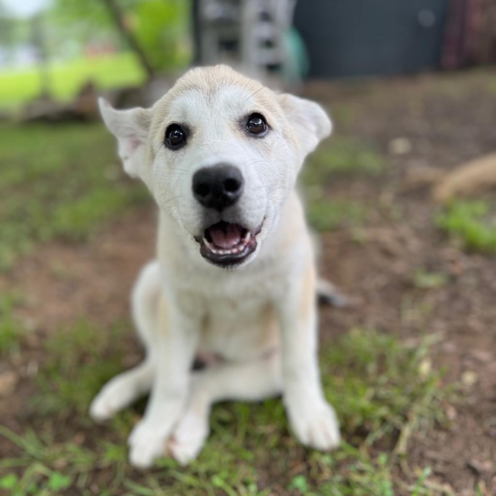 Enlarge Newt, a Adoptable mixed breed in Goodlettsville, TN image 4/6