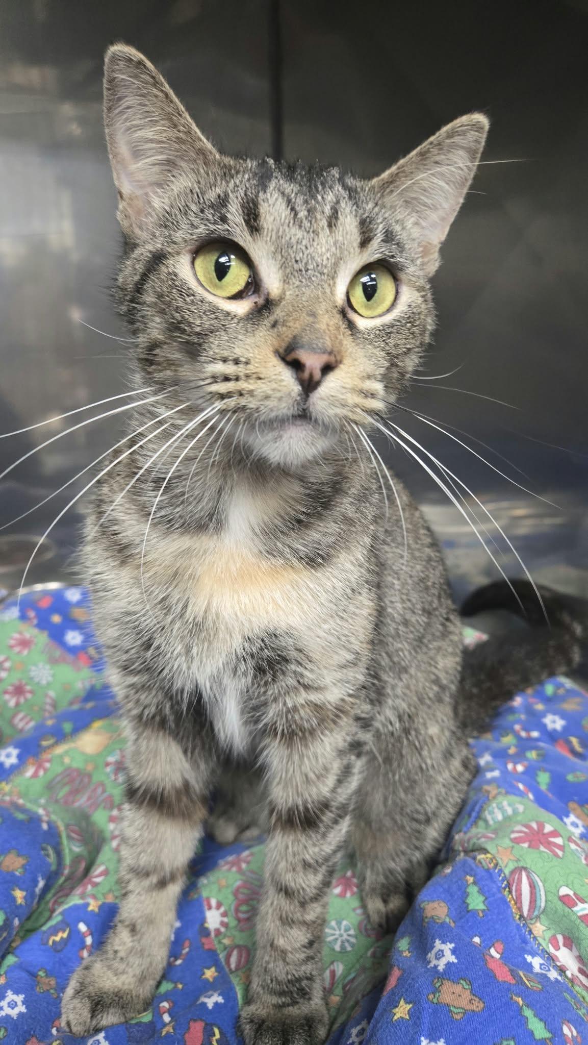 Enlarge Balboa, a Adoptable Domestic Short Hair in Martinsville, IN image 1/1