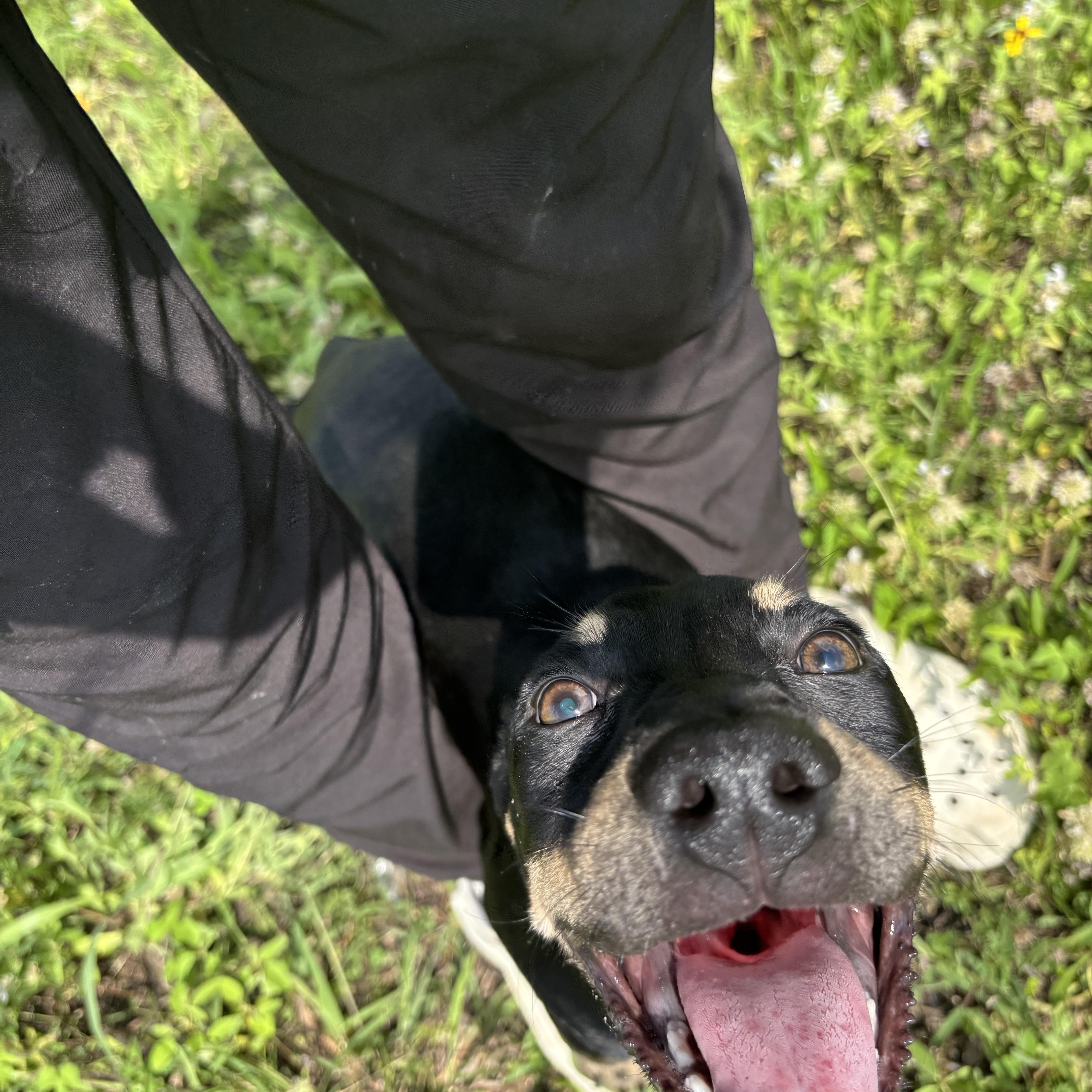 Enlarge Bubbles, a Adoptable Mixed Breed in Brentwood, NH image 3/6