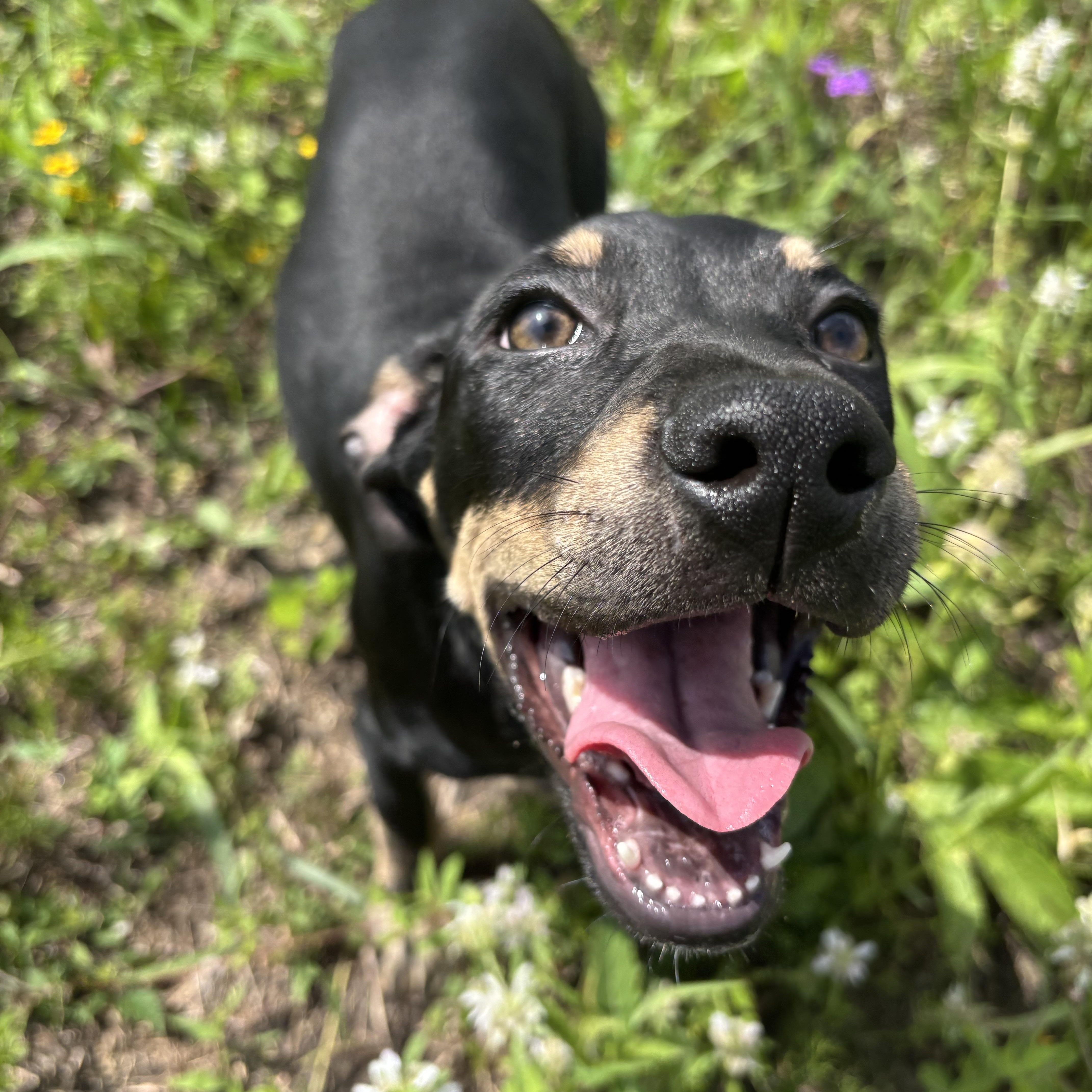 Enlarge Bubbles, a Adoptable Mixed Breed in Brentwood, NH image 6/6