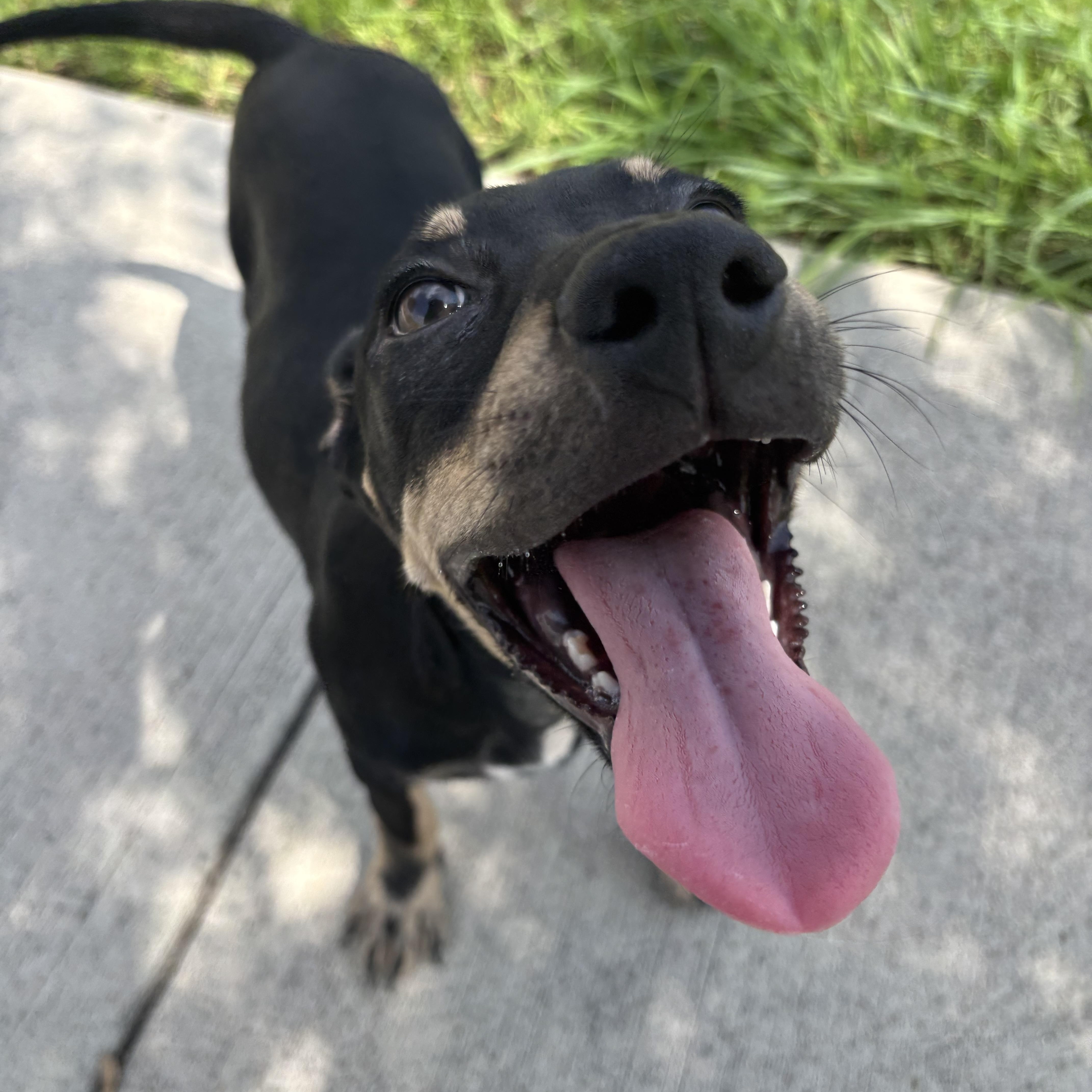 Enlarge Bubbles, a Adoptable Mixed Breed in Brentwood, NH image 4/6