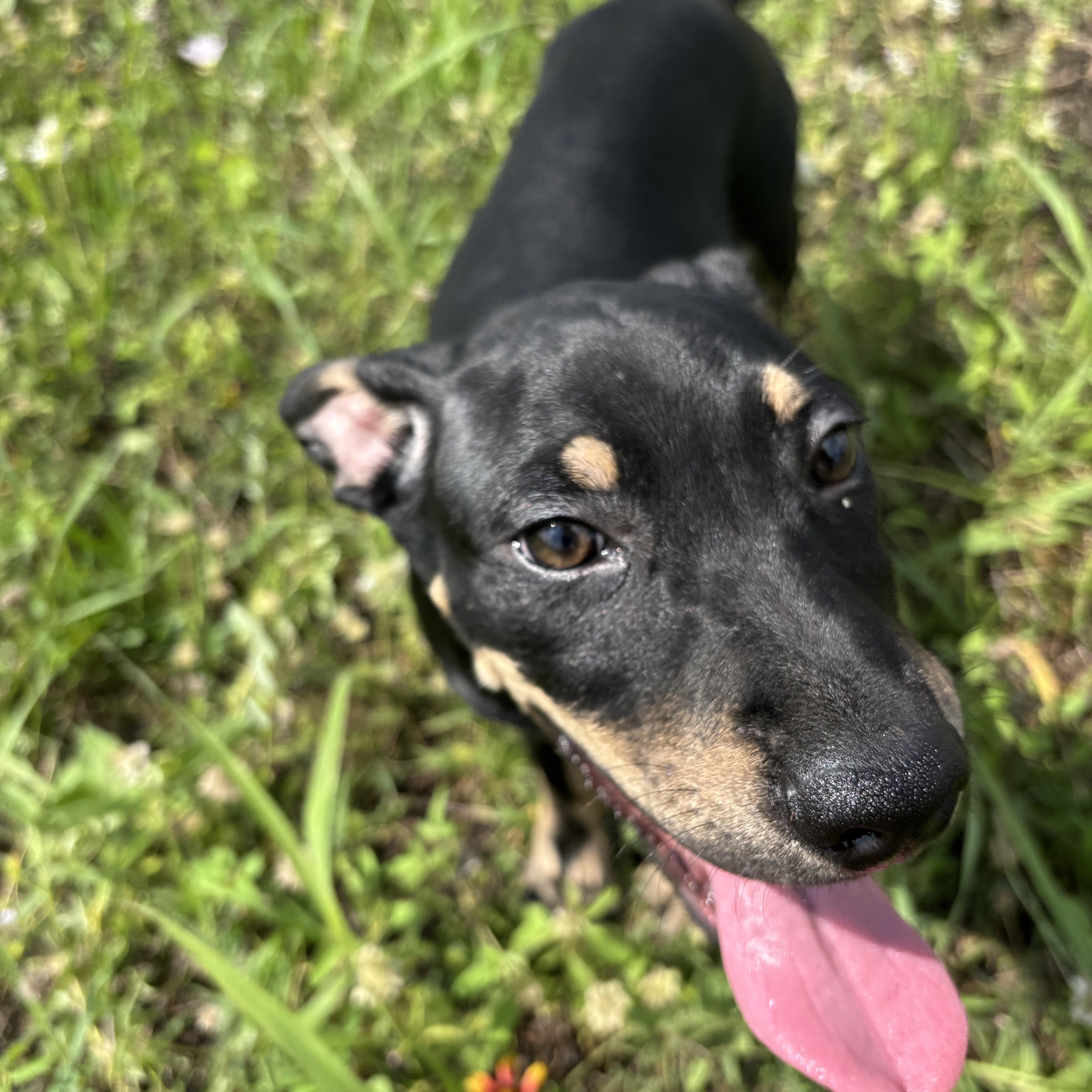 Enlarge Bubbles, a Adoptable Mixed Breed in Brentwood, NH image 2/6