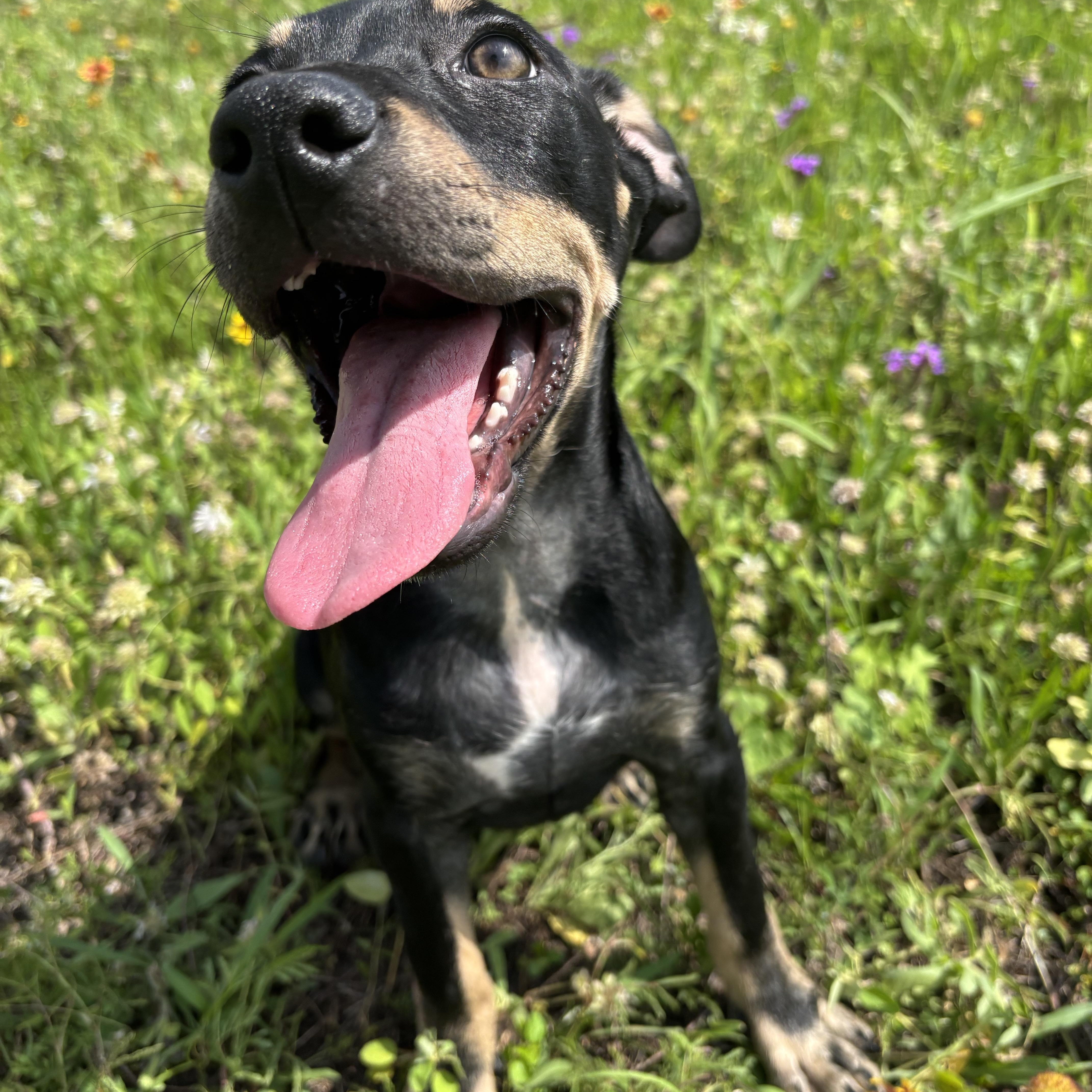 Enlarge Bubbles, a Adoptable Mixed Breed in Brentwood, NH image 5/6
