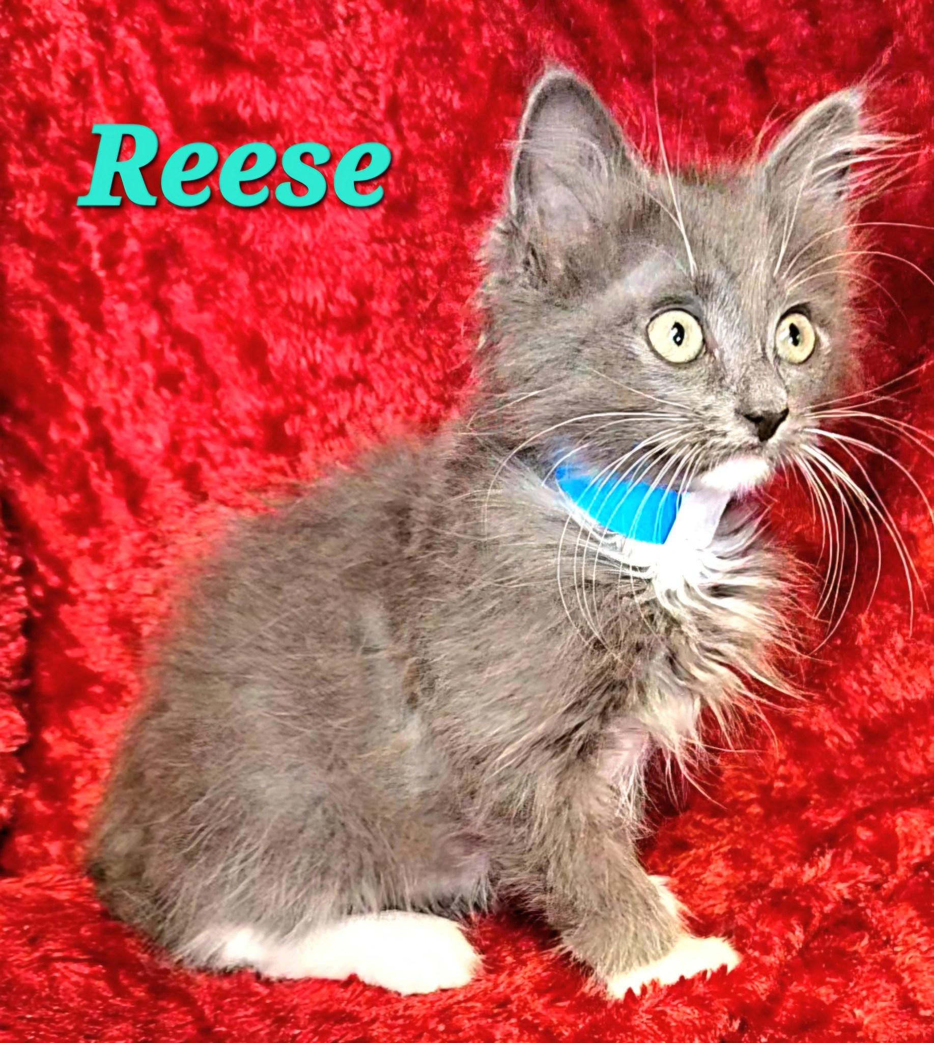 Enlarge Reese, a Adopted Domestic Long Hair in Macon, GA image 2/2