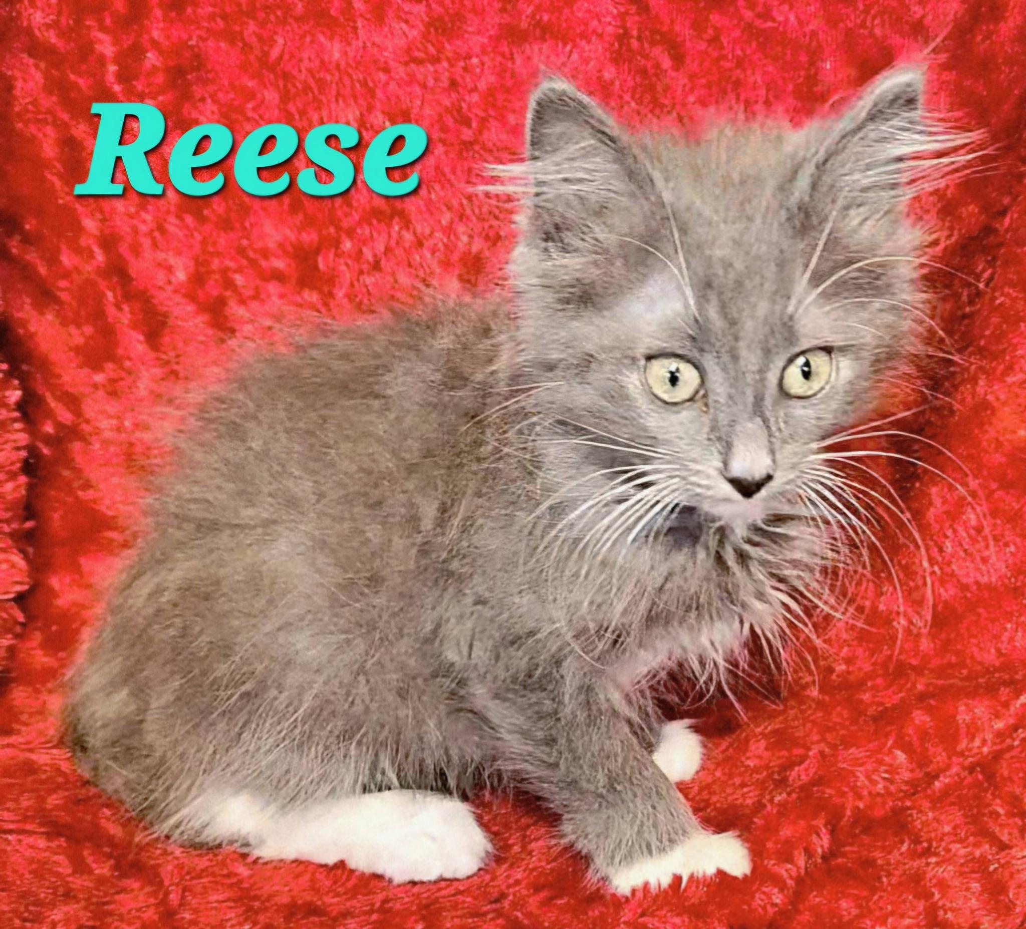 Reese, Adopted, Young Male Domestic Long Hair.